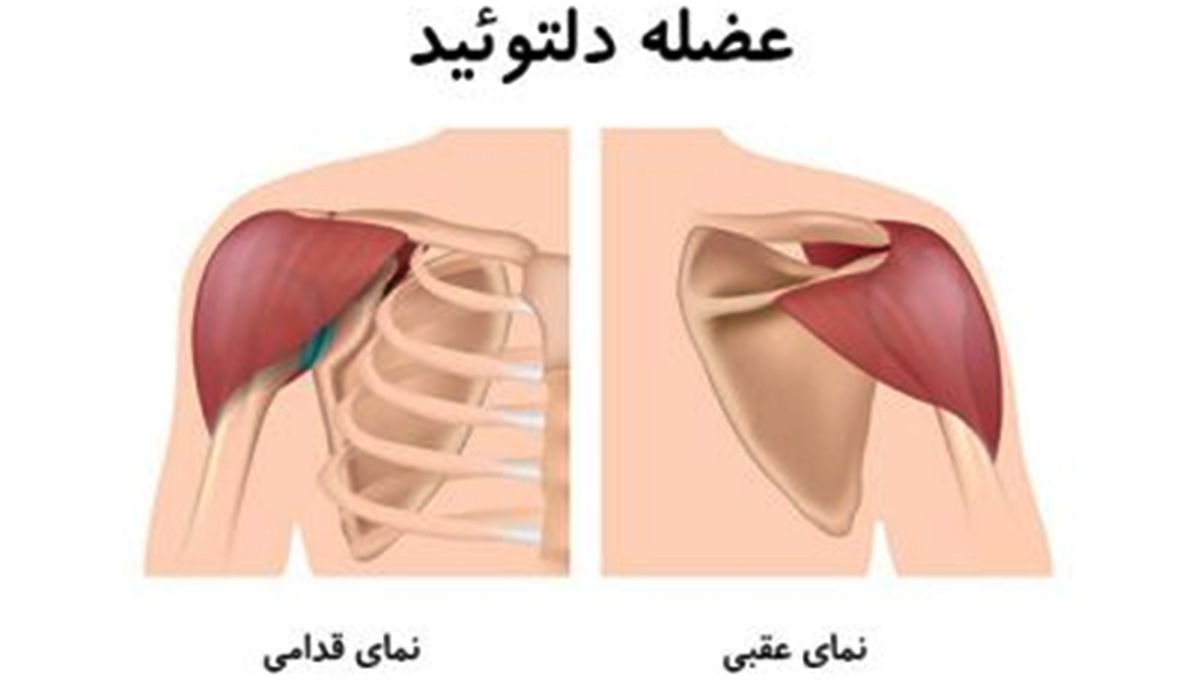 حرکات اصلاحی کپسولیت چسبنده